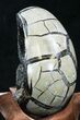Septarian Dragon Egg Geode - Black Calcite Crystals #33984-2
